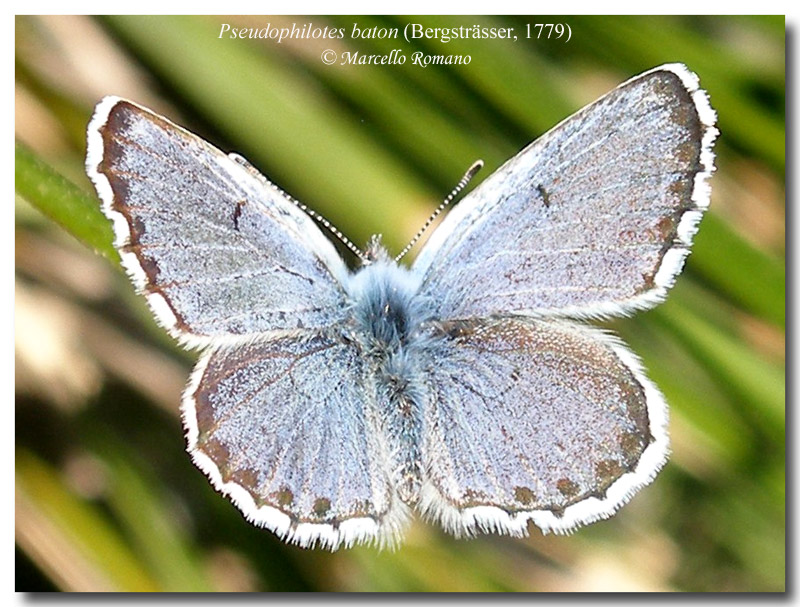 La primavera si tinge d''azzurro